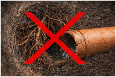 Preventing Tree Root Problems in Sewer Lines